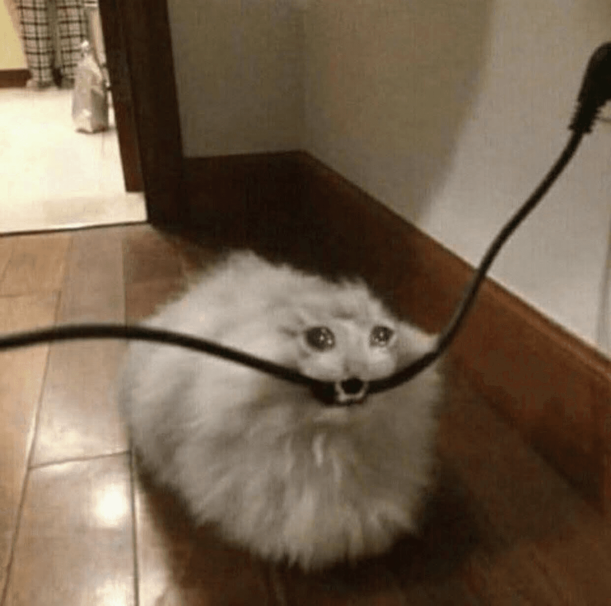 Liew Wei Pyn (Has a turtle named Clyde) - Member of Technical Staff, Product Engineering